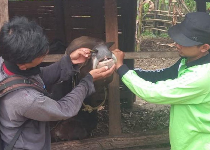 Stok Hewan Kurban di OKU Timur Surplus, Melimpah hingga 27 Ribu Ekor