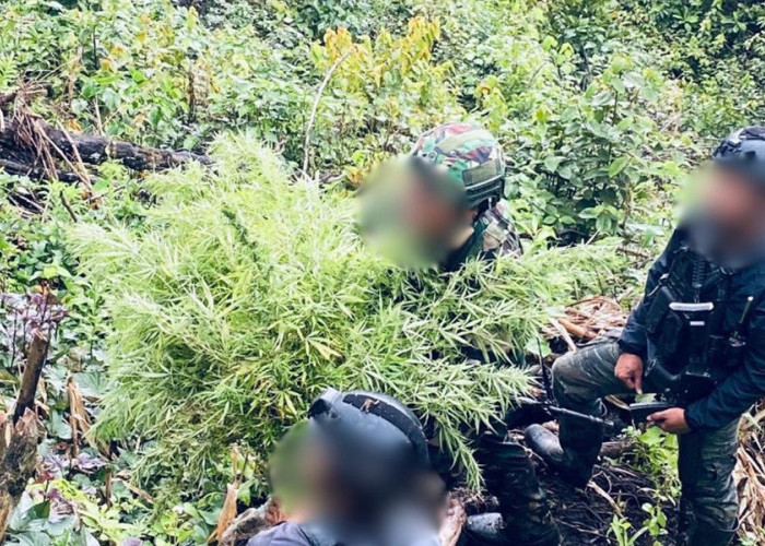TNI-Polri Bongkar Ladang Ganja di Pegunungan Bintang, 135 Batang Diamankan