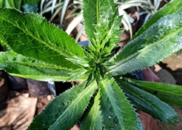 Menghilangkan Bau Badan dengan Daun Walangitan: Solusi Alami dan Efektif