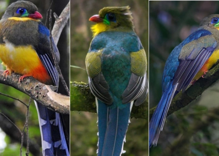 Masya Allah, Cantiknya Burung Luntur Jawa di Taman Nasional Gunung Gede Pangrango Menarik Perhatian 