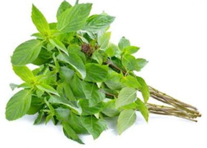 Memiliki Aroma Harum yang Khas, Ternyata Daun Kemangi Ampun Dalam Mengatasi Masalah Pernapasan
