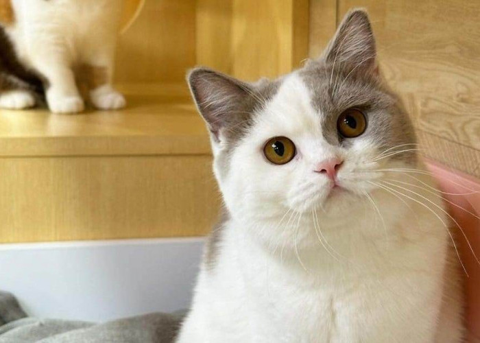 Bulu Kucing Kesayangan Rontok, Ketahui Cara Merawat Bulu Anabul agar Tetap Indah dan Sehat 