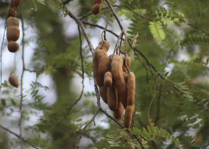 Asam Jawa atau Asem Jawa, Memiliki Manfaat yang Luar Biasa Bagi Kesehatan Tubuh