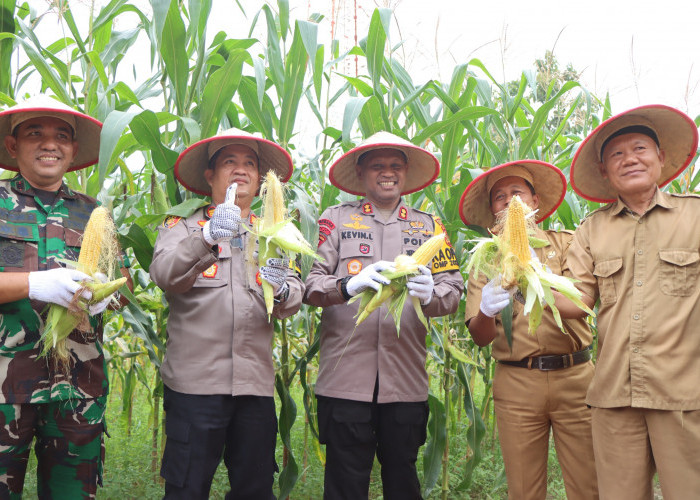 Kapolres OKUT Sumbringah, Panen Jagung Terong Hingga Ikan di Lahan Ketahanan Pangan Polsek