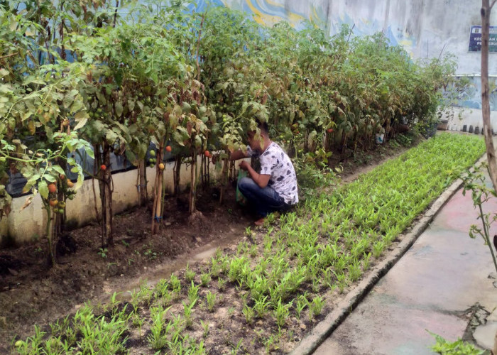 Hasil Tanaman  Sayur WBP di Jual Kepasar Lokal, Pembinaan Oleh Lapas Kelas IIB Martapura