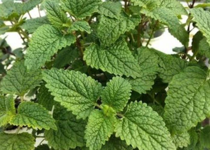 Ingin Tidur Berkualitas dan Nyenyak? Daun Lemon Balm Bisa Menjadi Solusi 