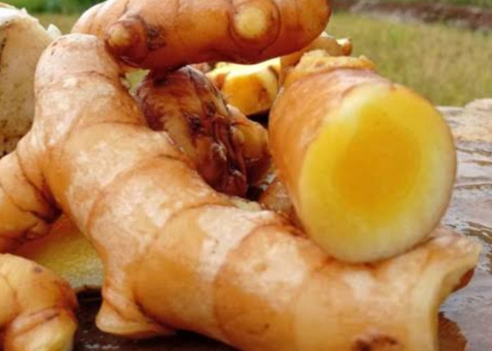 Mengenal Temu Mangga Yang Konon Memiliki Manfaat Dalam Meningkatkan Nafsu Makan 