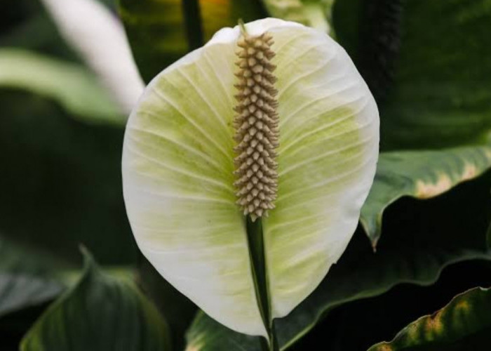Meningkatkan Kualitas Tidur dengan Bunga Peace Lily: Solusi Alami untuk Tidur yang Lebih Nyenyak