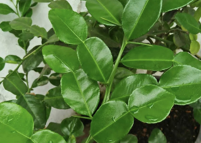 Rahasia Alami Mengatasi Kesshatan Mulut dengan Daun Jeruk