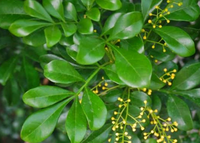 Daun Pacar Cina: Solusi Alami untuk Menyembuhkan Perut Kembung