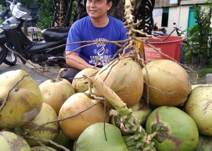 Jelang Berbuka Puasa, Kelapa Muda Diburu Pembeli, Harganya Ekonomis Banget!