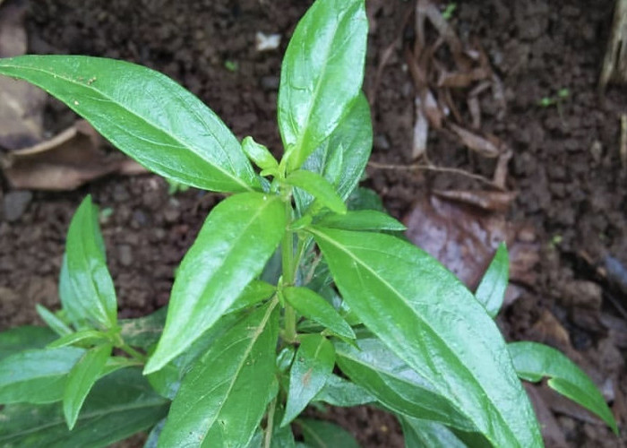 5 Bahan Obat Alami Mengatasi Penyakit Liver