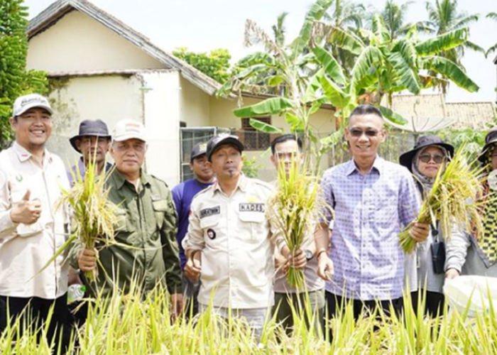 Metode Salibu Padi, Wabup Yudha: Lebih Menguntungkan, Panen Bisa 7 Kali