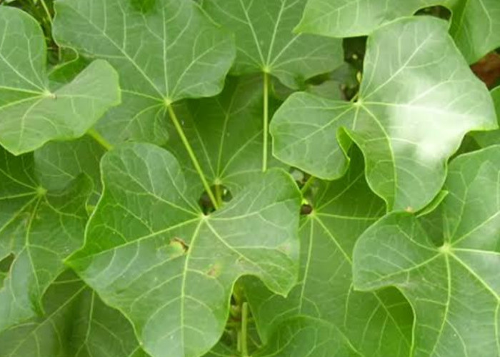 Getah Daun Jarak untuk Melembabkan Kulit, Begini Caranya 