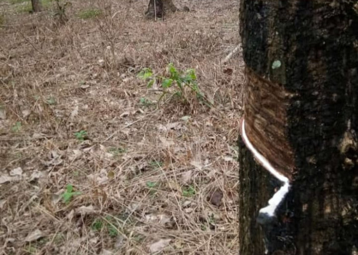 Musim Hujan Produksi Getah Turun, Petani Karet Ngeluh