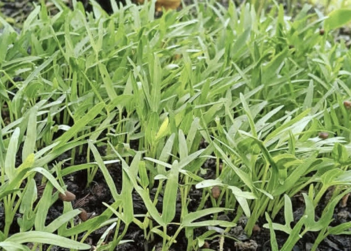 Manfaat Kangkung, Jenis Sayuran yang Mengandung Banyak Vitamin