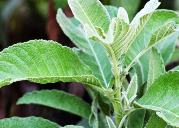 Teh Daun Sembung: Solusi Alami untuk Mencegah Batu Ginjal