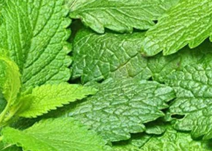 Daun Lemon Balm Bermanfaat Dalam Mengurangi Peradangan