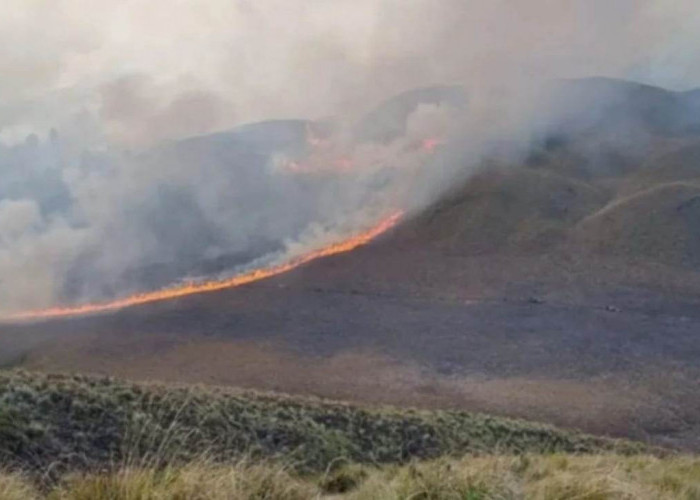 Kerugian Kebakaran Kawasan Bromo Capai Rp5,4 Milyar, Belum termasuk Biaya Pemadaman dan Perbaikan Saluran Pipa