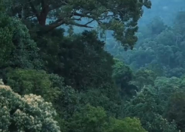 Ternyata Hutan Bukit Barisan Tercatat Salah Satu Hutan Paling Angker di Sumatera, Ini Alasannya