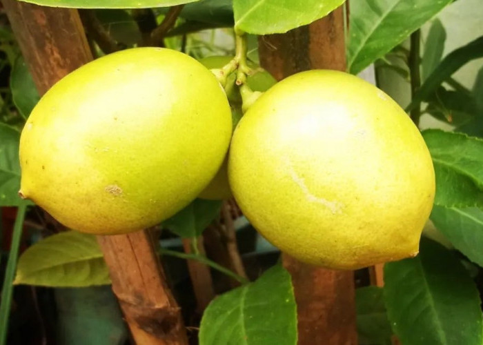 Ketahui Manfaat Komsumsi Jeruk Lemon untuk Mengatasi Panas Dalam dengan Efektif, Simak Cara Mengolahnya