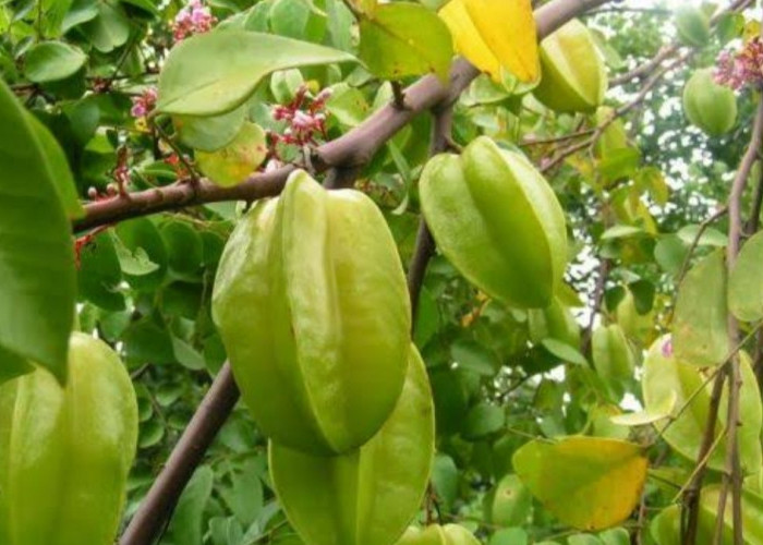 Daun Belimbing Manis: Solusi Alami Mengatasi Cacar Air