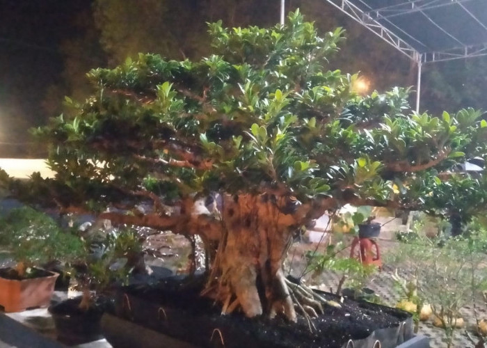 Mulai Berdatangan, JANGAN LUPA! Pameran Bonsai Nasional di OKU Timur, Cek Tanggal dan Lokasinya di Sini