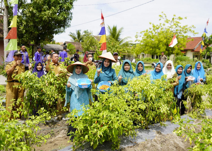 Ketua TP PKK Panen Cabai, Dukung GSMP dan Merdeka Pangan