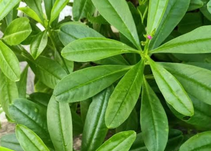 Daun Gingseng: Rahasia Alami untuk Meningkatkan Fungsi Otak