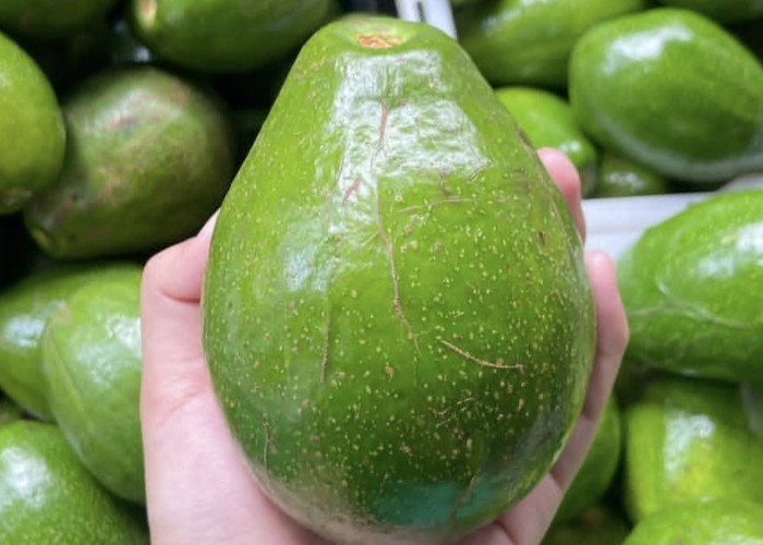 Alpukat: Solusi Obat Alami Menghilangkan Penyakit Kolestrol