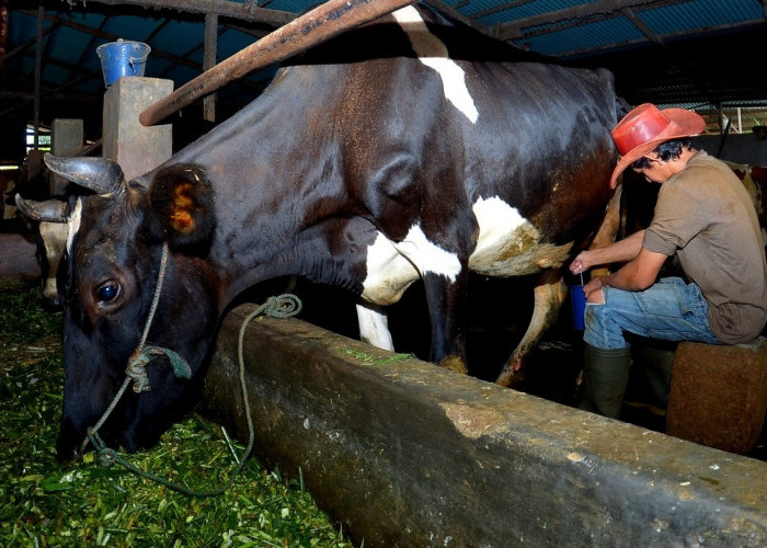 Fasilitas Pembiayaan dan Transaksi dari BRI, Klaster Susu di Ponorogo Berhasil Tingkatkan Kapasitas Produksi