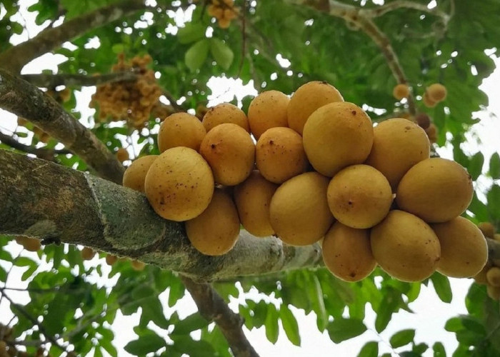 Dibalik Rasanya yang Sedikit Asam,Ternyata Buah Langsat Mampu Mecerahkan Kulit Bikin Glowing