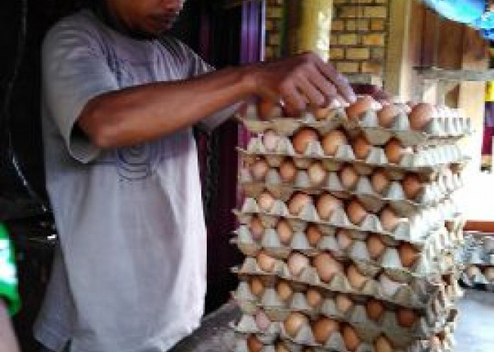 Dampak Pakan Ternak Naik, Harga Telur Ayam di Martapura Meroket