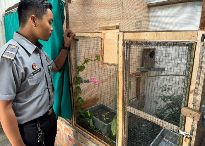 WBP Lapas Martapura Dibekali Kegiatan Kerja Ternak Burung Murai di Penangkaran Berandgang 