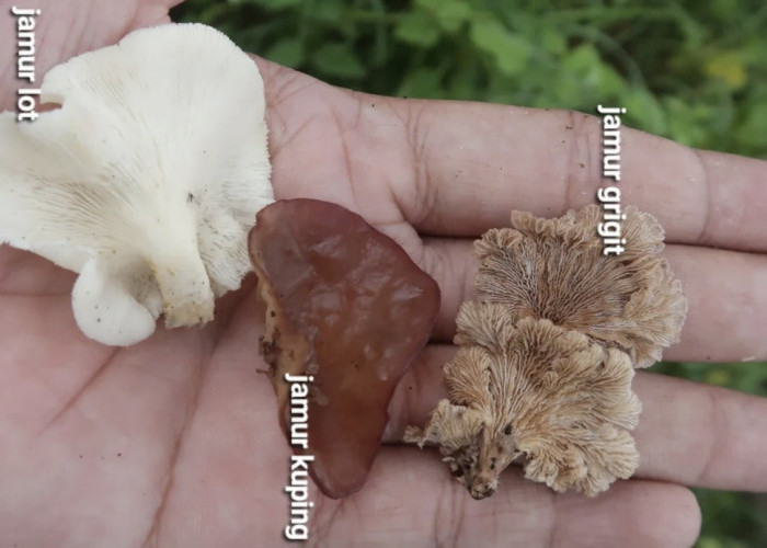 Manfaat Konsumsi Jamur, Obat Manjur Buat Kulit Anda Tetap Awet Muda