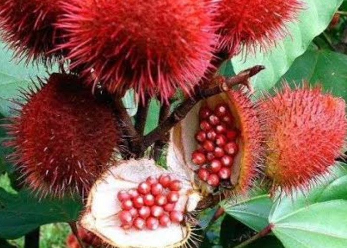 Pengobatan Demam Alami dengan Kesumba Keling: Herbal Tradisional yang Patut Dicoba