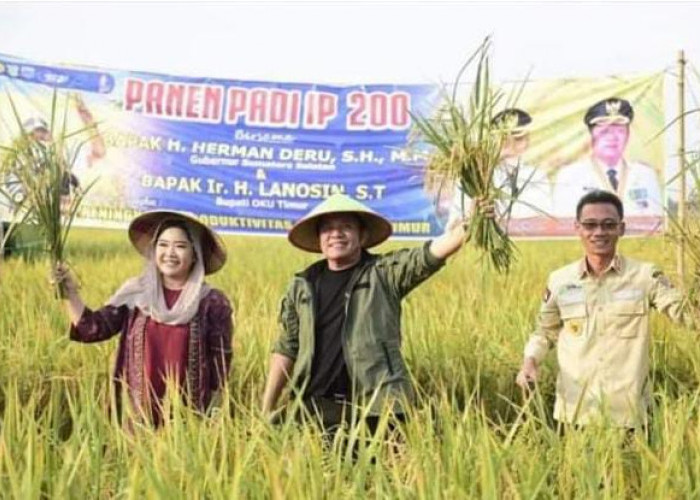 Panen Padi Hingga Tanam 8.000 Pepaya California