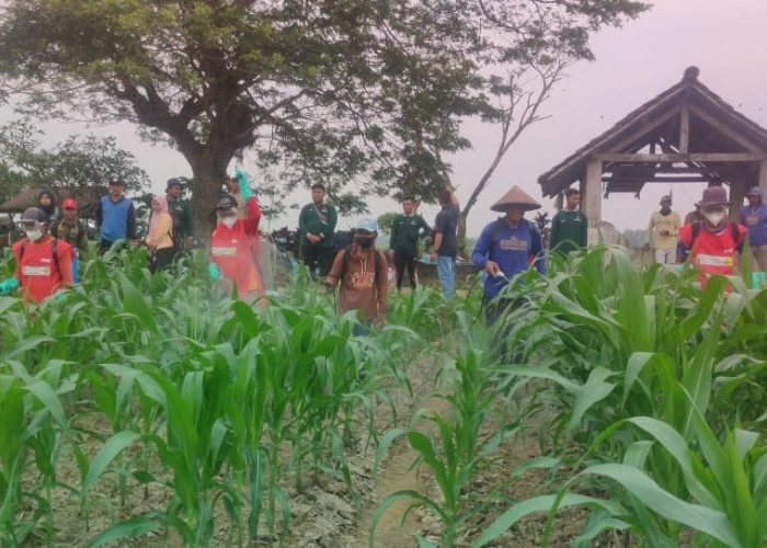 Antisipasi Serangan Hama Ulat, Petani Desa Sukamulya Lakukan Penyemprotan Massal 