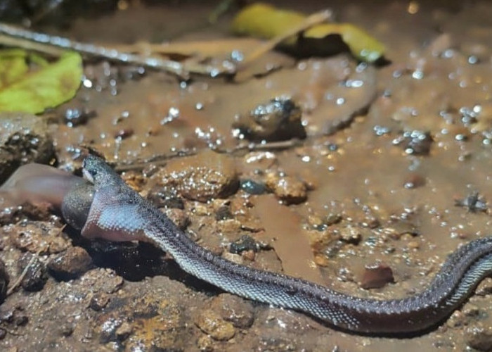 Begini Penampakan Ular Naga Jawa yang Telah Lama Dicari di Pegunungan Sanggabuana