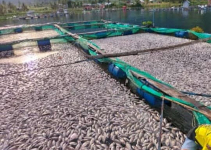 Heboh, Puluhan Ton Ikan Keramba Mati Kenapa ya