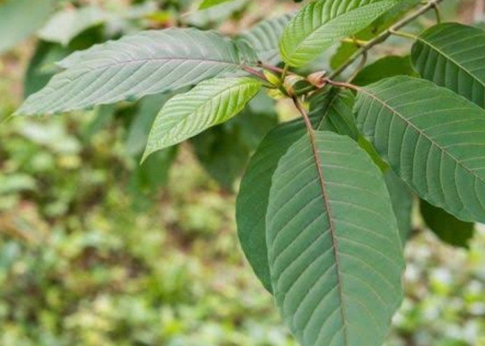 Daun Kratom, Solusi Alami Dalam Mengobati Nyeri Otot