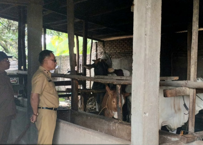 Antisipasi Penyakit PMK, Diskannak OKU Timur Gelar Vaksinasi Hingga Bagikan Vitamin 