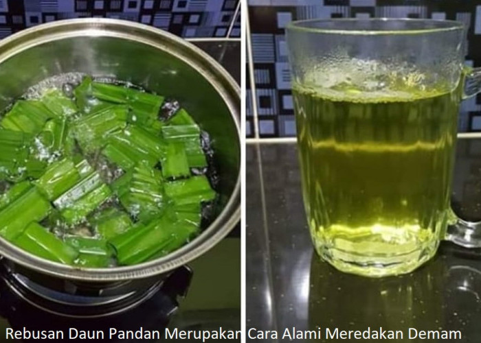 Mengonsumsi Rebusan Daun Pandan Merupakan Cara Alami Meredakan Demam