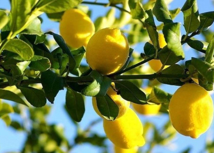Penelitian Temukan Manfaat Jeruk Lemon yang Tak Terduga, Apa Saja Manfaatnya? 