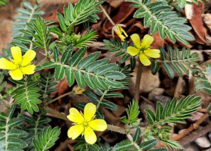 Mengenal Rujak Polo, 'Viagra Alami' yang Populer di Pasar Herbal Indonesia