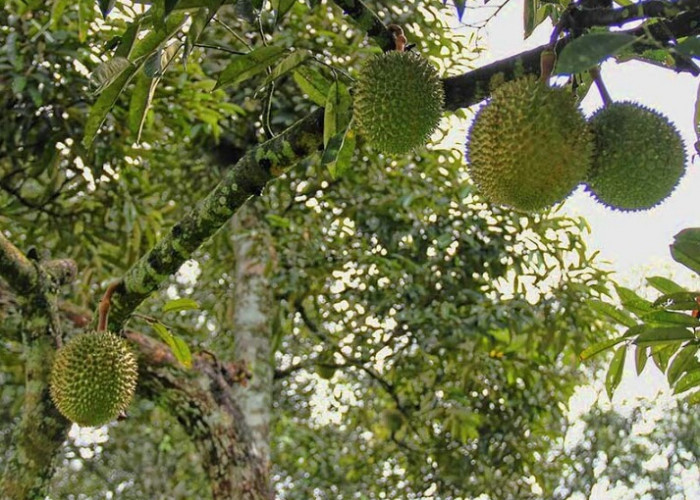 Panen Durian Hanya Sedikit, Apa Penyebabnya
