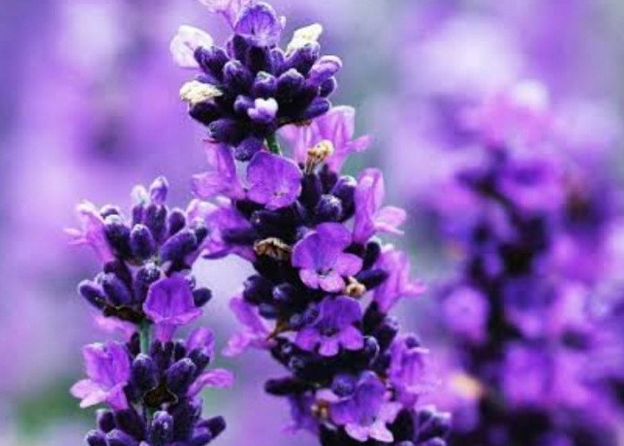 Selain Menjadi Aromaterapi, Bunga Lavender Solusi Alami yang Efektif Untuk Meredakan Nyeri Menstruasi