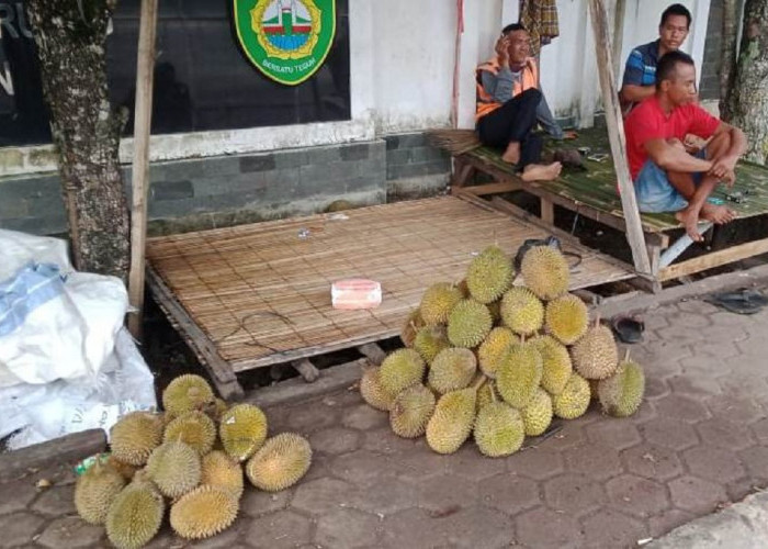 Martapura Banjir Durian, Harga Tergantung Ukuran, Omset Jutaan PerHari