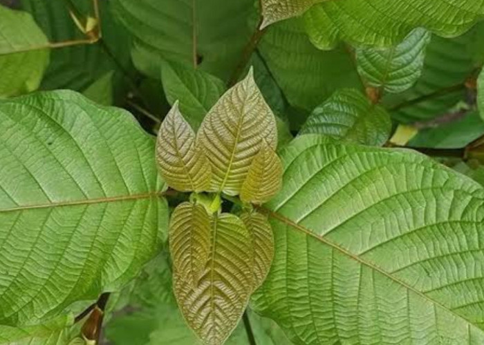 Menambah Stamina Tubuh dengan Duan Kratom: Alternatif Alami yang Semakin Populer