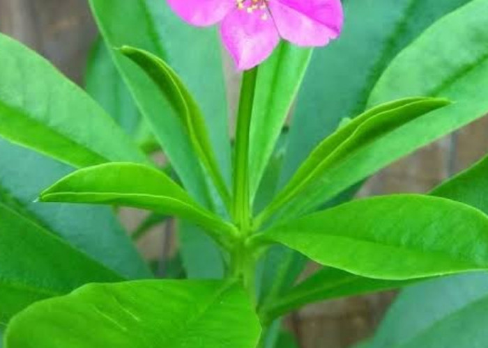 Menjaga Kesehatan Jantung dengan Daun Gingseng Jawa: Solusi Alami yang Efektif